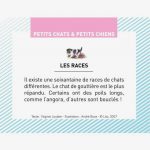 chiens-boite-de-et-petits-petits-images-100-chats-370387-1