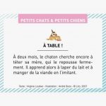 chiens-boite-de-et-petits-petits-images-100-chats-370387-1