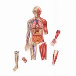 magnetic-set-human-anatomy-double-sided-597670-1