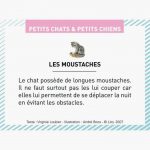 chiens-boite-de-et-petits-petits-images-100-chats-370387-1
