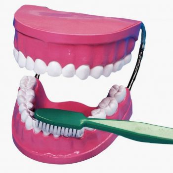 La bouche - les dents + brosse à dent géante