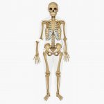 Magnetic Double-Sided Human Anatomy Set