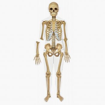 Magnetic Double-Sided Human Anatomy Set
