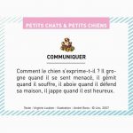 chiens-boite-de-et-petits-petits-images-100-chats-370387-1