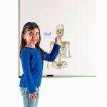magnetic-set-human-anatomy-double-sided-597670-1