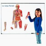 magnetic-set-human-anatomy-double-sided-597670-1